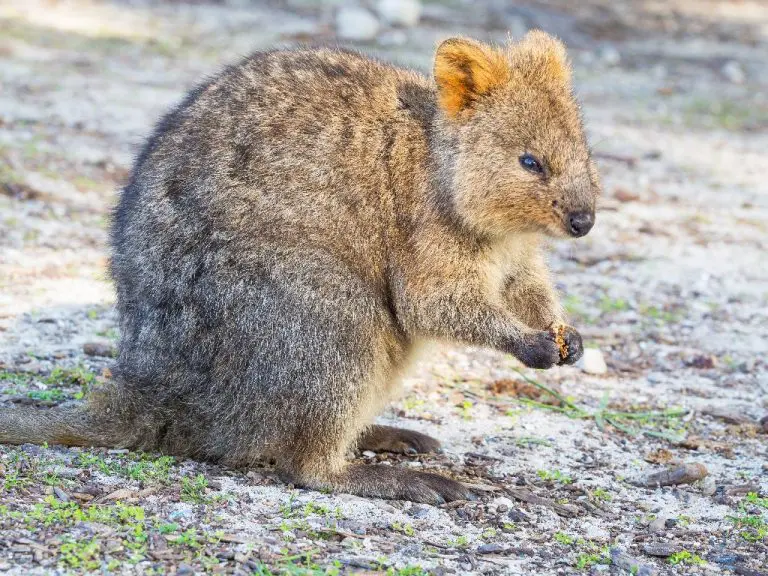 How Many Quokkas Are Left in the World: Quokkas Extinction