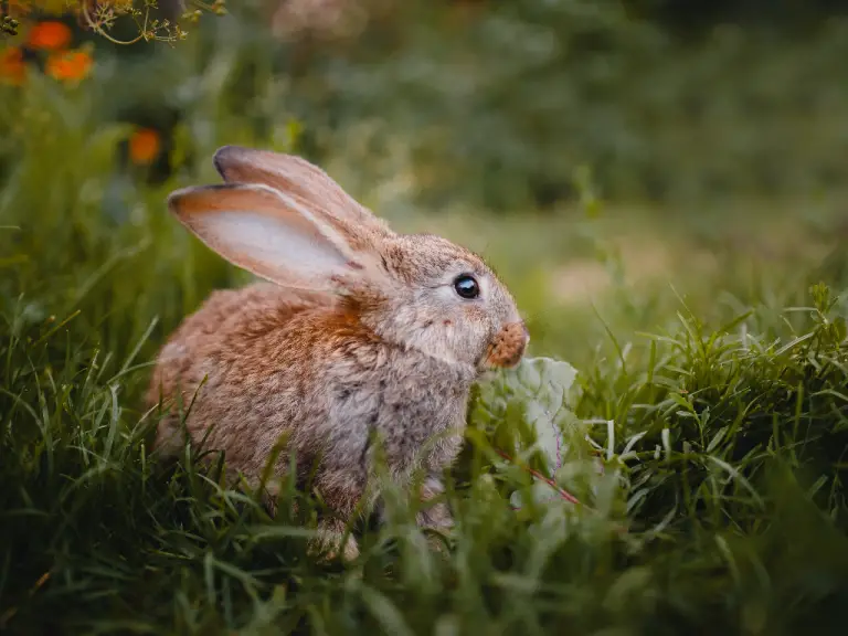 Is Rabbit a Rodent: Understanding the Classification of Rabbits