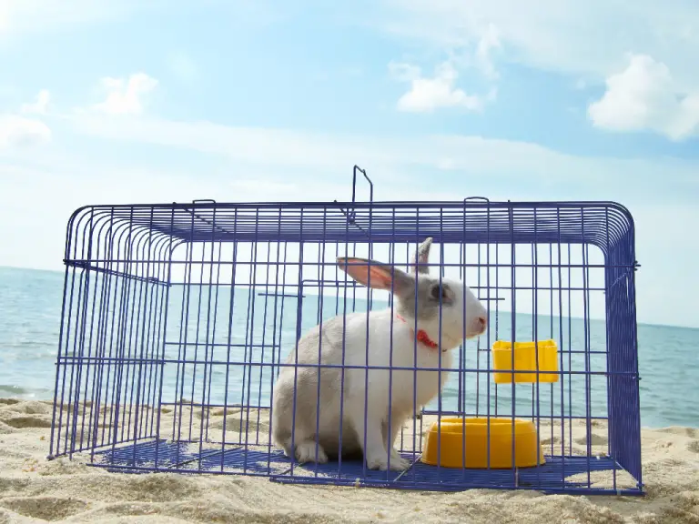 What Do Rabbits Need in Their Cage: Rabbit’s Cage Requirements