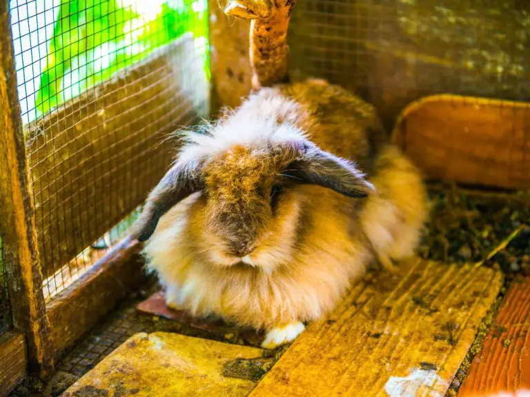 Can Rabbit Poop Be Used As Fertilizer: The Benefits of Using Rabbit Manure in Gardens