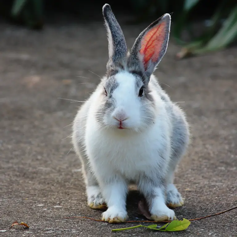 Litter Training Rabbits: A Step-by-Step Guide