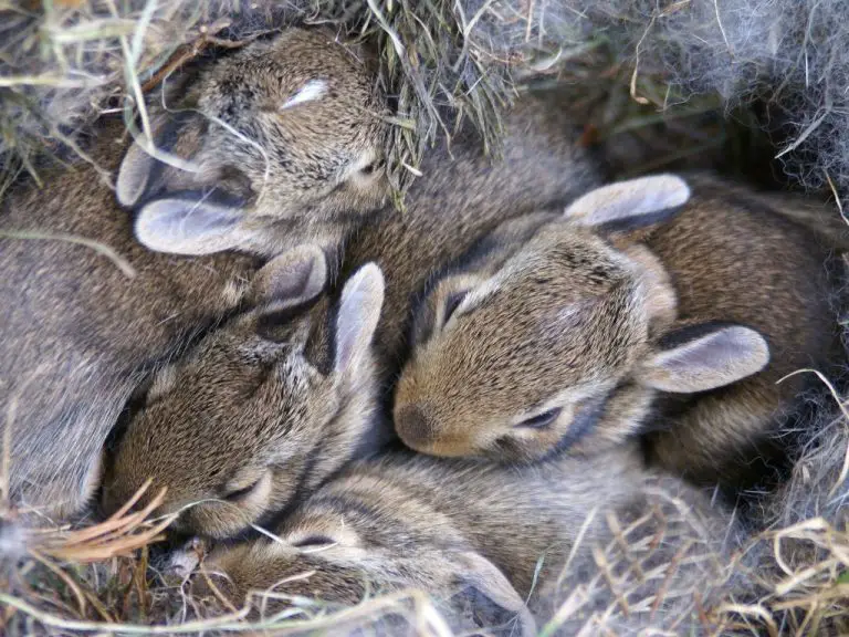 Does Rabbit Sleep: The Sleeping Habits of Rabbits