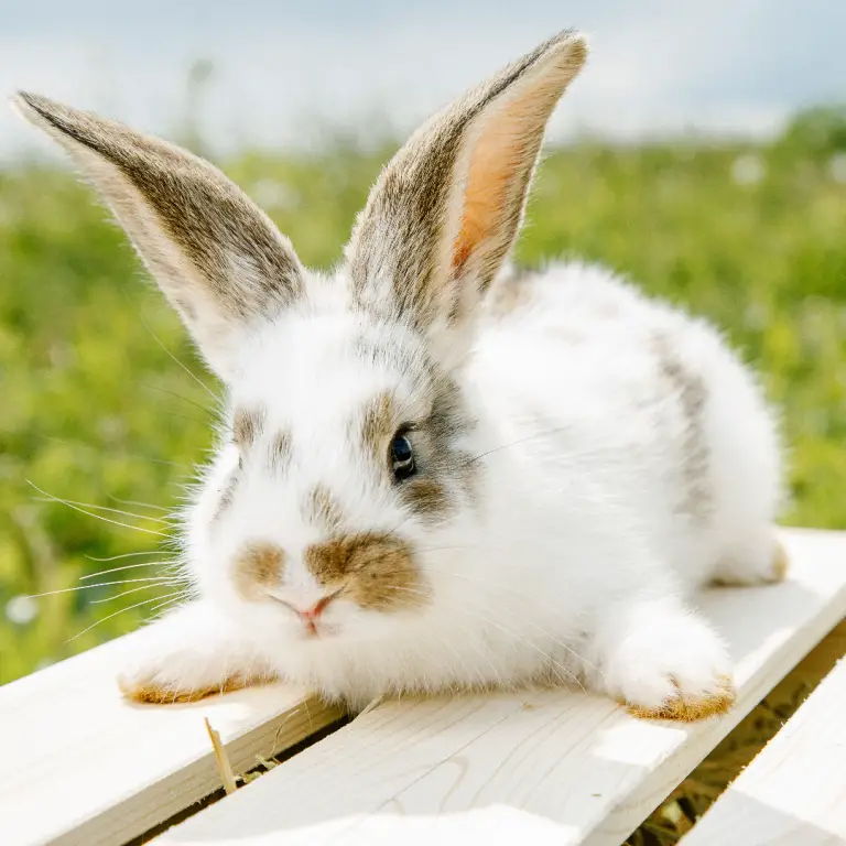 Can Rabbits Throw Up: Danger of Vomiting for Rabbits