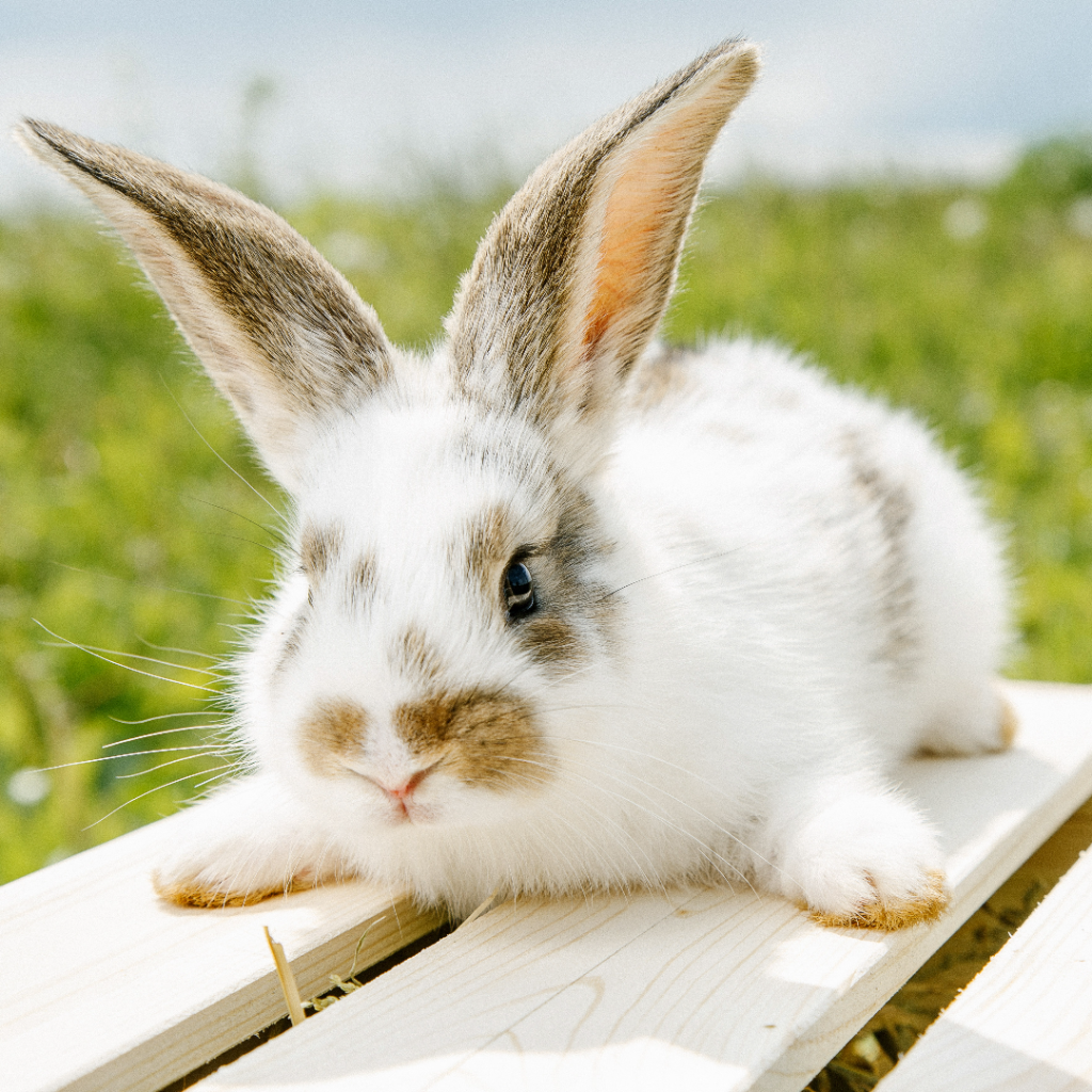 Can Rabbits Throw Up Danger of Vomiting for Rabbits DiscoveryNatures