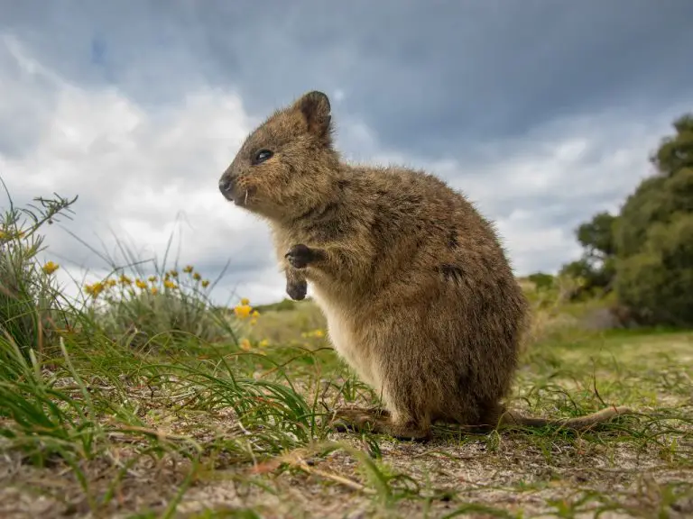 Why Are Quokkas So Friendly: Can You Make Friends With Them?