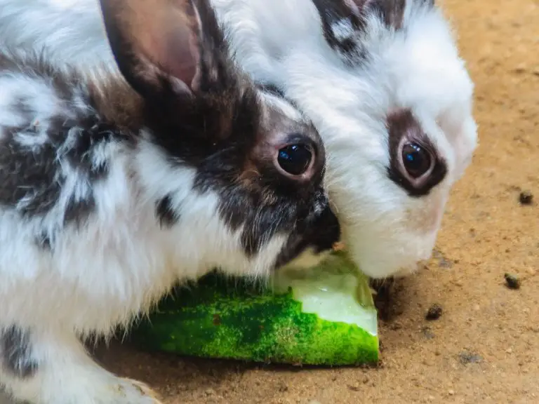 Can Rabbits Eat Iceberg Lettuce: Surprising Foods That Aren’t Safe for Bunnies