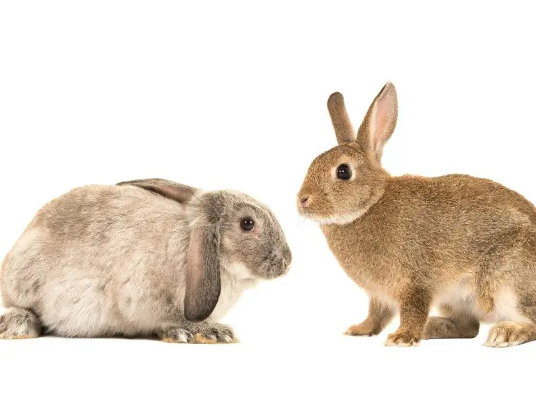 Can Rabbits Wear Diapers The Proper Use of Diapers and Its Dangers