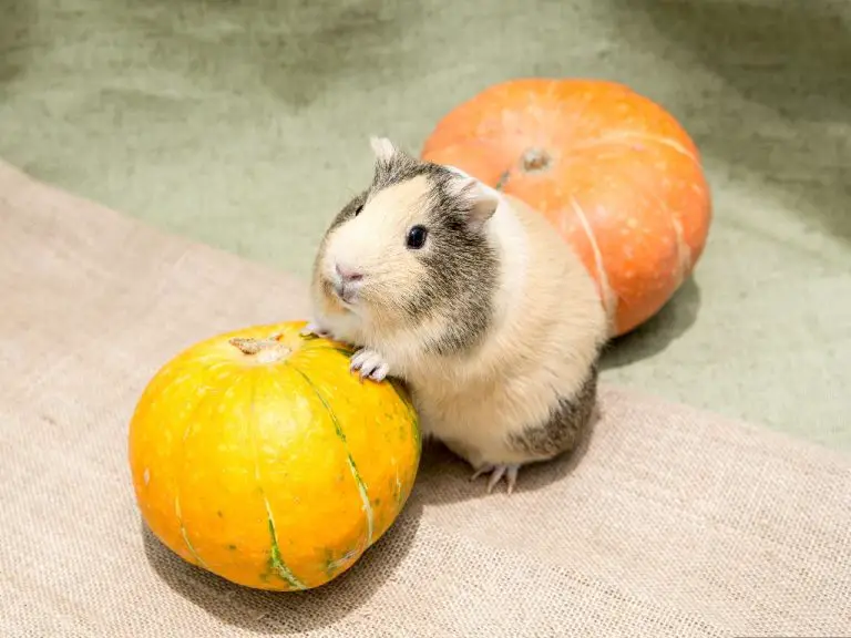 Can Guinea Pigs Eat Yellow Squash: Safely Feeding This Vegetable to Your Pet