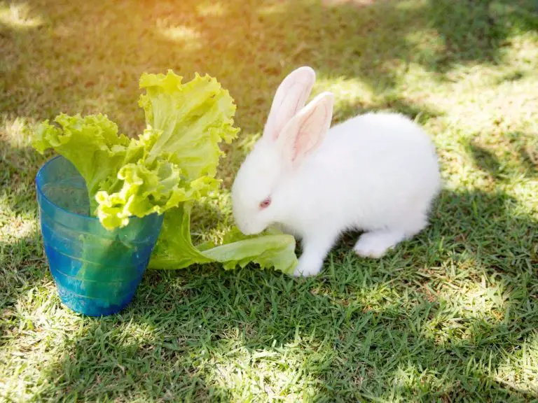 Are Rabbits Vegetarian: Healthy Fruits and Vegetables for Rabbits