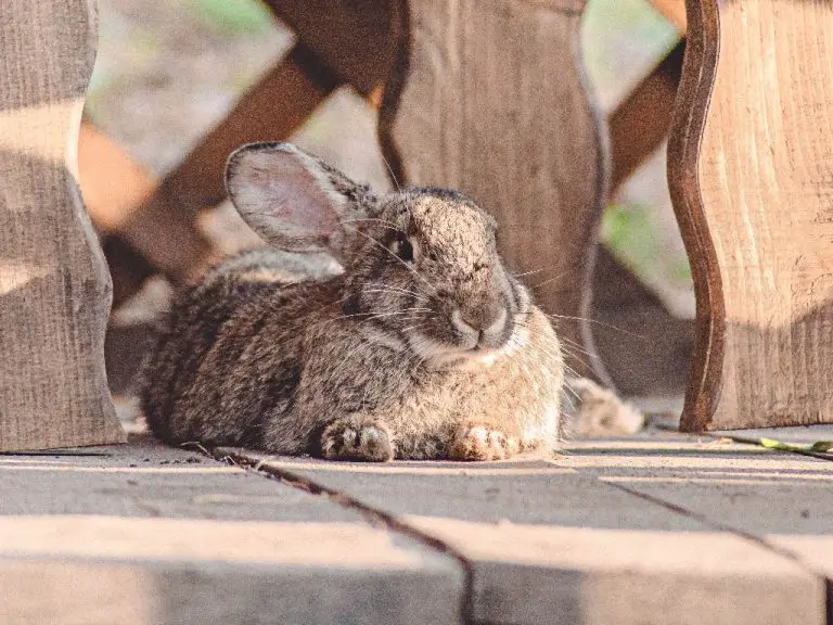 Can Rabbits Live Alone: Why Companionship Is Important for Your Pet Bunny