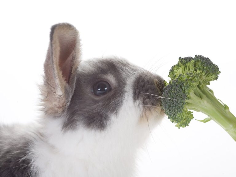 Can Rabbit Eat Broccoli: Are They Safe for Rabbits?