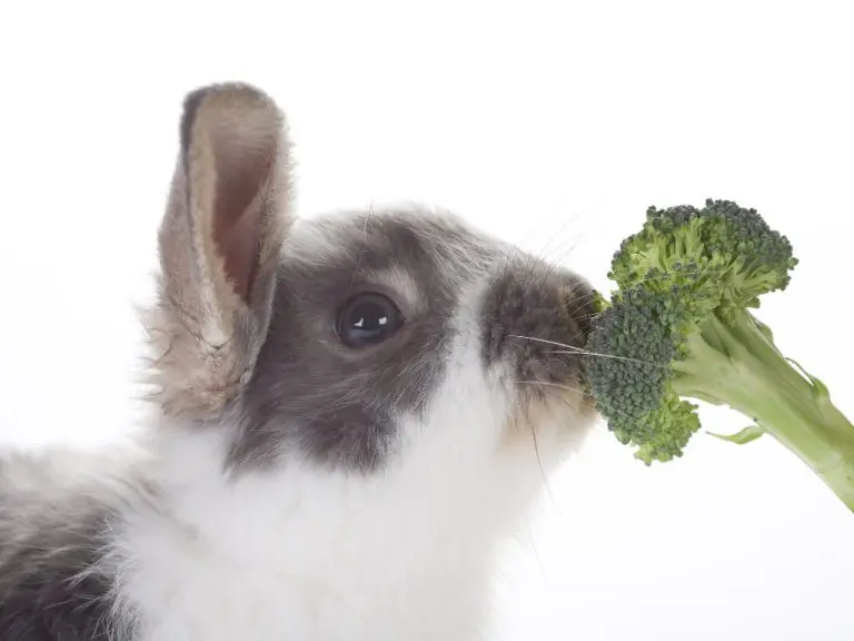 Can Rabbit Eat Broccoli: Are They Safe for Rabbits?