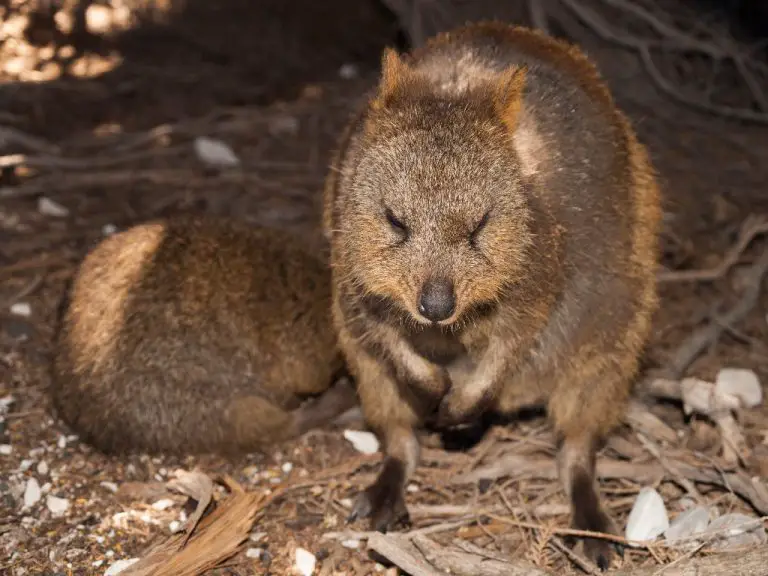 Why Are Quokkas Endangered: Understanding the Plight of Quokkas as a Vulnerable Species