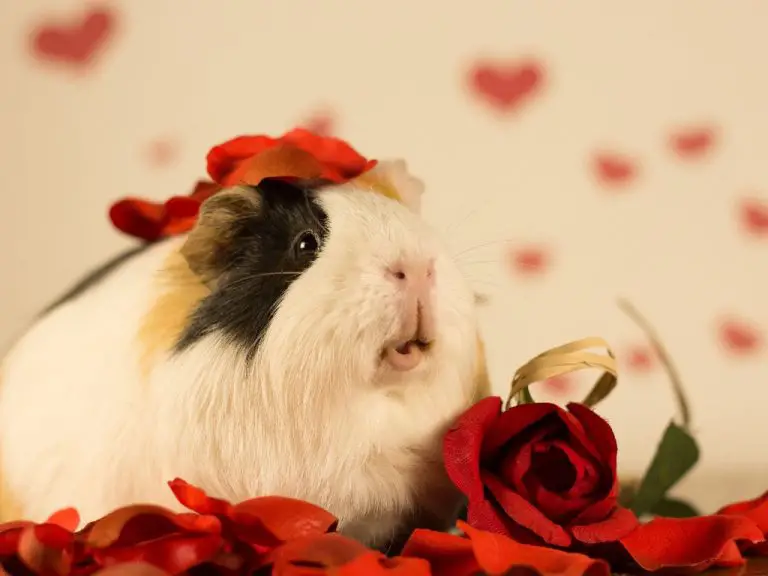Are Guinea Pigs Ticklish: How to Know if Your Pet Cavy Likes Being Tickled