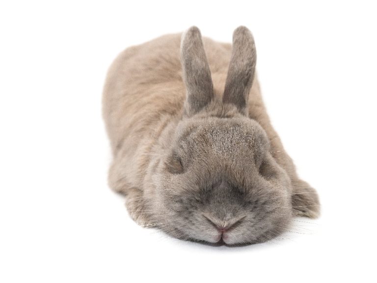 When Do Rabbits Sleep: Understanding the Sleeping Habits of Your Pet