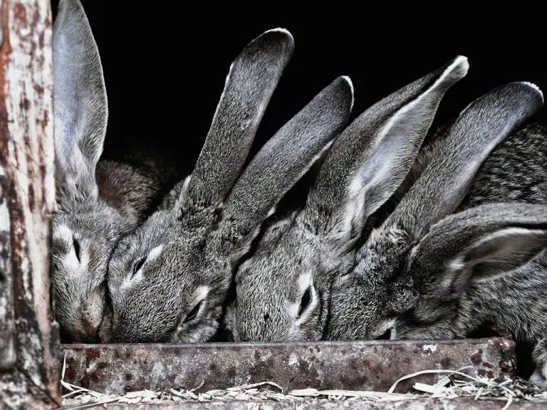 Do Rabbits Eat Rabbits: The Cannibalistic Tendencies of Mother Rabbits