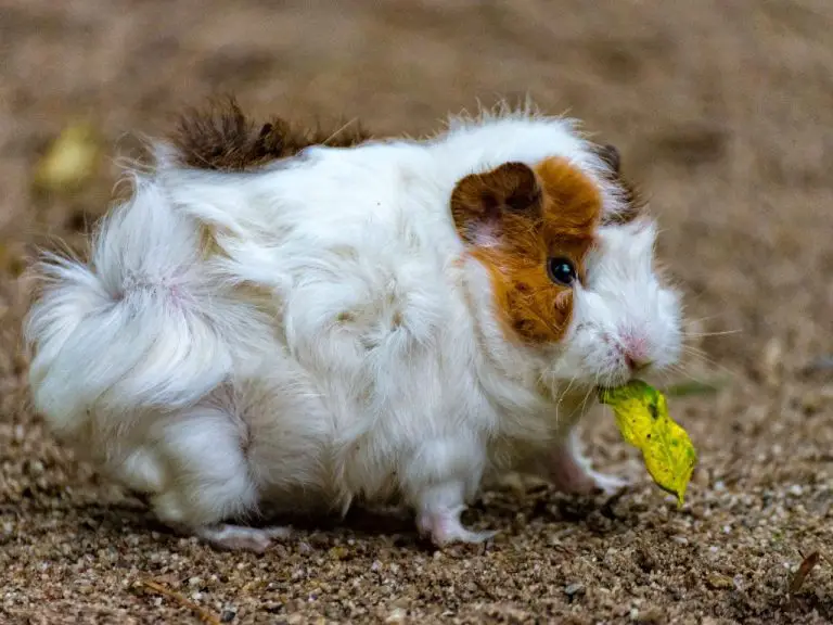 Can Guinea Pigs Eat Iceberg Lettuce: The Pros and Cons of Feeding Your Cavies Iceberg Lettuce