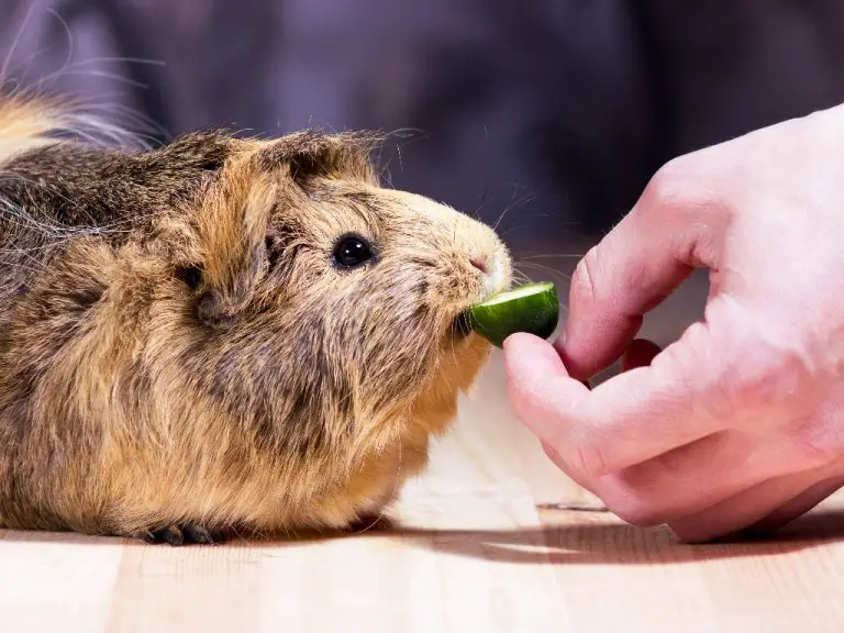 Do Guinea Pigs Fart: Understanding How Your Cavies Pass Gas