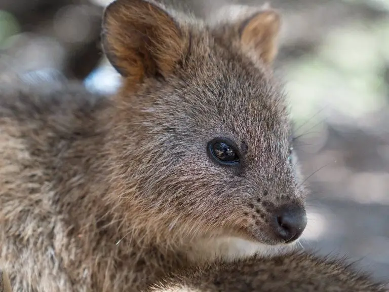 Where Are Quokka Found: Quokkas Native Location