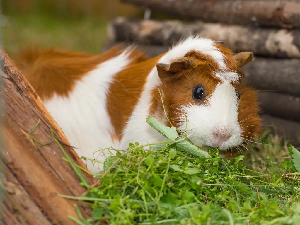 Can Guinea Pigs Eat Iceberg Lettuce The Pros and Cons of Feeding Your