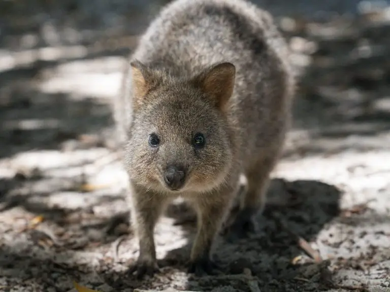 Where Does the Quokka Live: What You Need to Know About This Adorable Animal