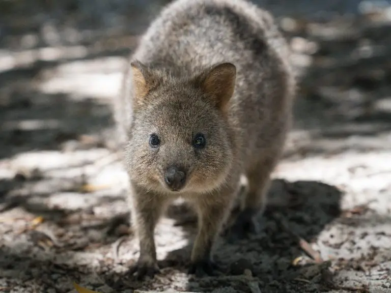 Where Does the Quokka Live: What You Need to Know About This Adorable Animal