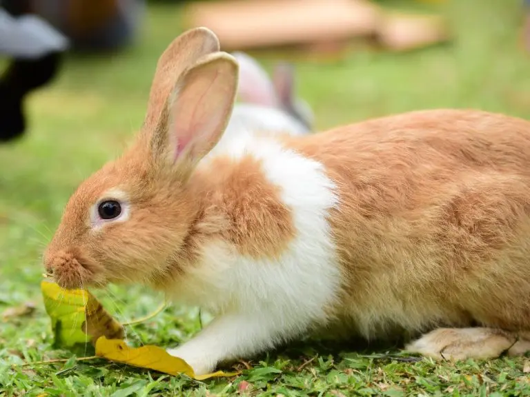Can Rabbits Have Celery: Celery Parts, Benefits, and Limitations