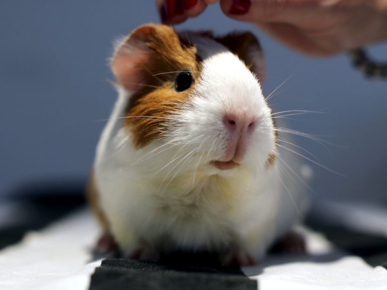 Do Guinea Pigs Like to Be Held: A Guide to Properly Holding Your Pet Cavies