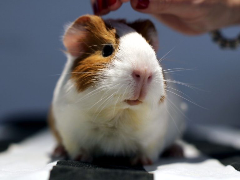 Do Guinea Pigs Play With Toys: List of Toys Your Guinea Pigs May Play With