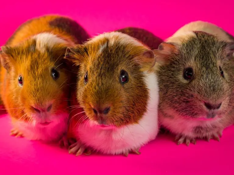 Can Guinea Pigs Learn Their Name: Ways to Teach Your Guinea Pig Their Name