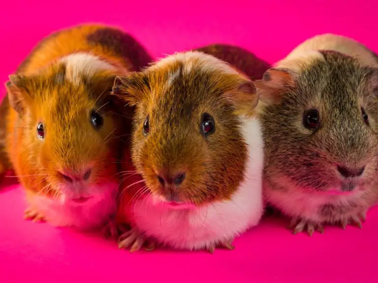 Will Guinea Pigs Kill Each Other: Causes of Aggression and How to Manage Them