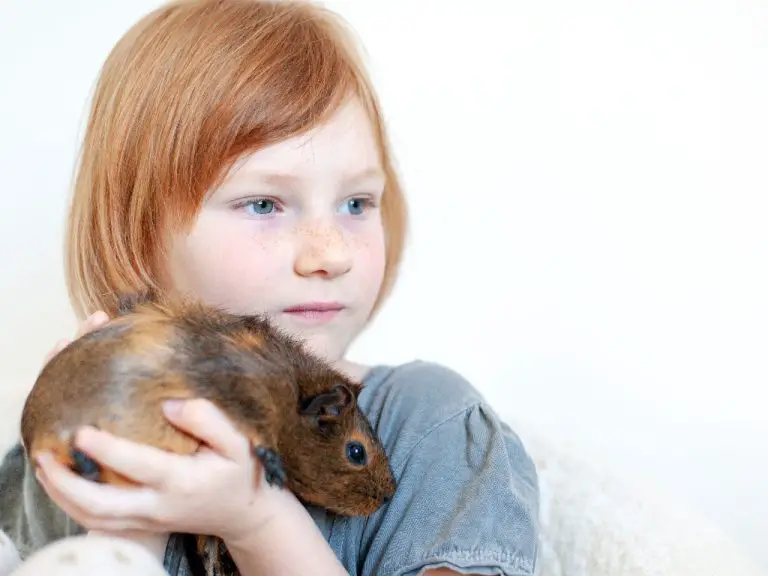 Are Guinea Pig Haram: Guinea Pigs and the Islam Religion