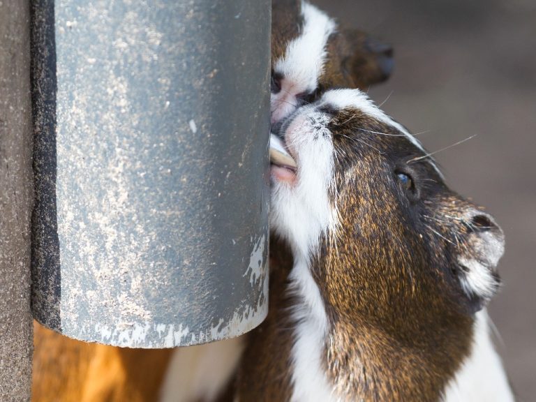 Can Guinea Pigs Drink Tap Water: A Guide to Safely Giving Water to Your Pet Cavies