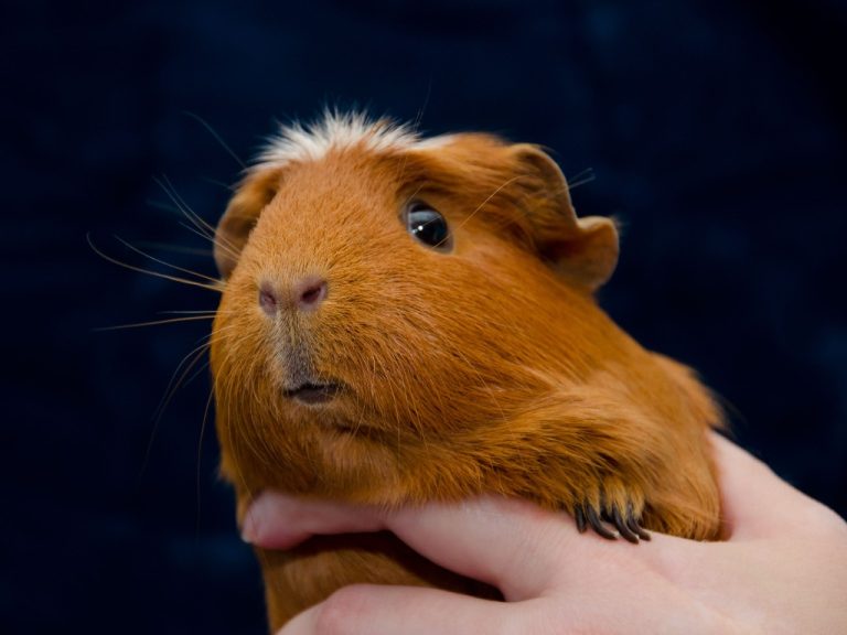 Are Guinea Pig Exotic Pets: Get to Know Your Guinea Pig