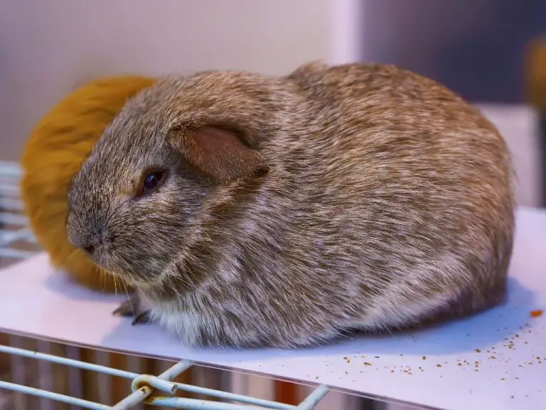 Does Guinea Pigs Sleep Get to Know Guinea Pigs' Sleeping Habits