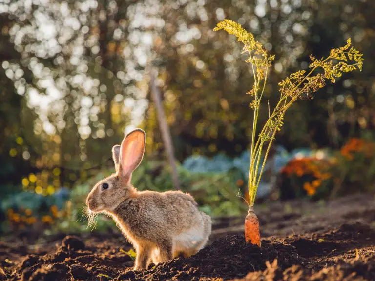 Can Rabbits Eat Vegetables: Safely Feeding Greens to Your Pet Bunny