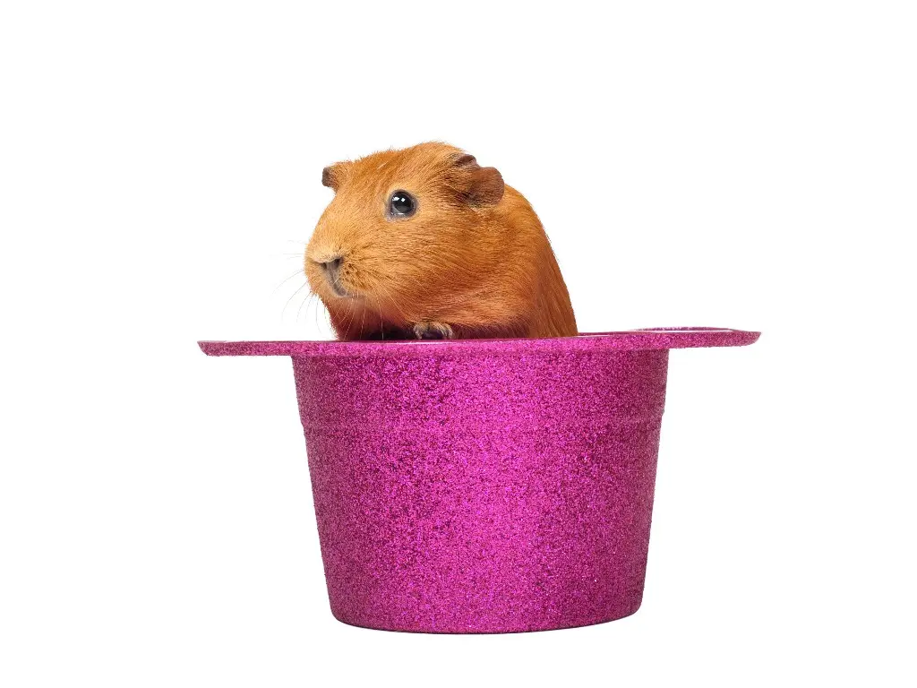 Are Guinea Pig Smart The Intelligence Level of Pet Cavies