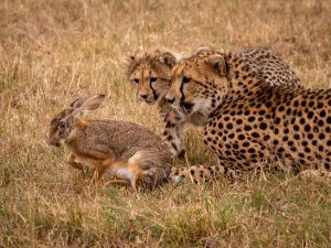 Are Rabbits Predators: Animals That Prey on Rabbits - DiscoveryNatures
