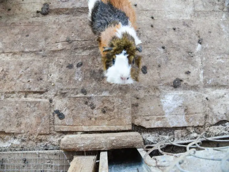 Can Guinea Pigs Wear Diapers: Concerns in Using Diapers and How to Keep Your Pet Cavy From Pooping Everywhere