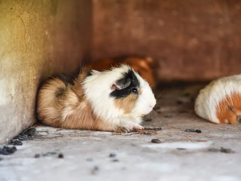 Why Do Guinea Pigs Poop So Much: The Fast Metabolism of These Rodents