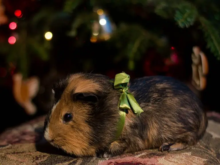 Can Guinea Pigs Use Pine Bedding Pros and Cons of Kiln Pine Bedding