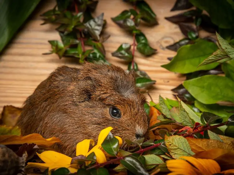 Can Guinea Pigs Eat Orange Peels: A Guide to Safely Feeding This Fruit Part to Your Cavies