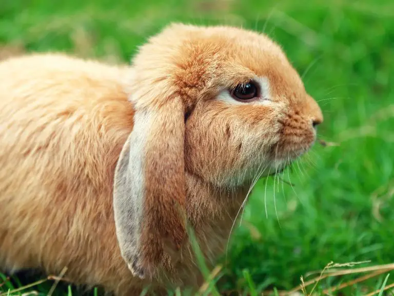 Can Rabbits Drink Tea Teas to Offer and Avoid for Your Rabbits