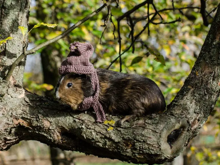 Can Guinea Pigs Climb: Understanding the Climbing Ability of Pet Cavies