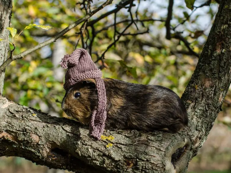 Can Guinea Pigs Fly on Planes: Important Reminders to Keep in Mind