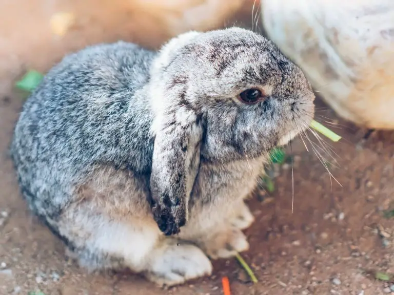 Can Rabbit Die From Loneliness: Signs and Causes of Rabbits’ Loneliness