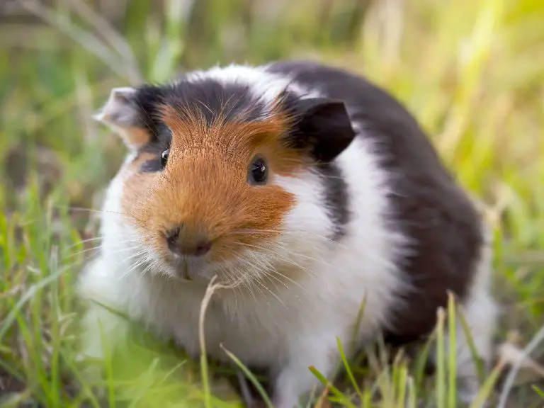 Can Guinea Pigs Have Bananas: Benefits of Bananas to Your Guinea Pigs Diet