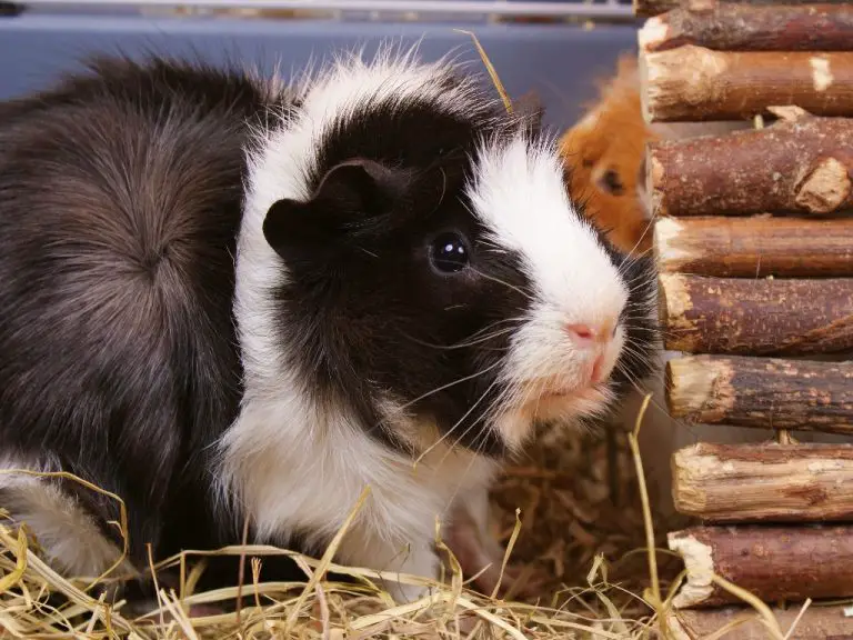 Do Guinea Pigs Have Periods What Bleeding Means for Guinea Pigs