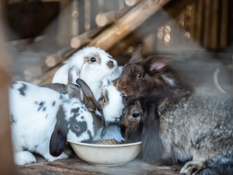 Can Rabbits Drink Tea: Teas to Offer and Avoid for Your Rabbits
