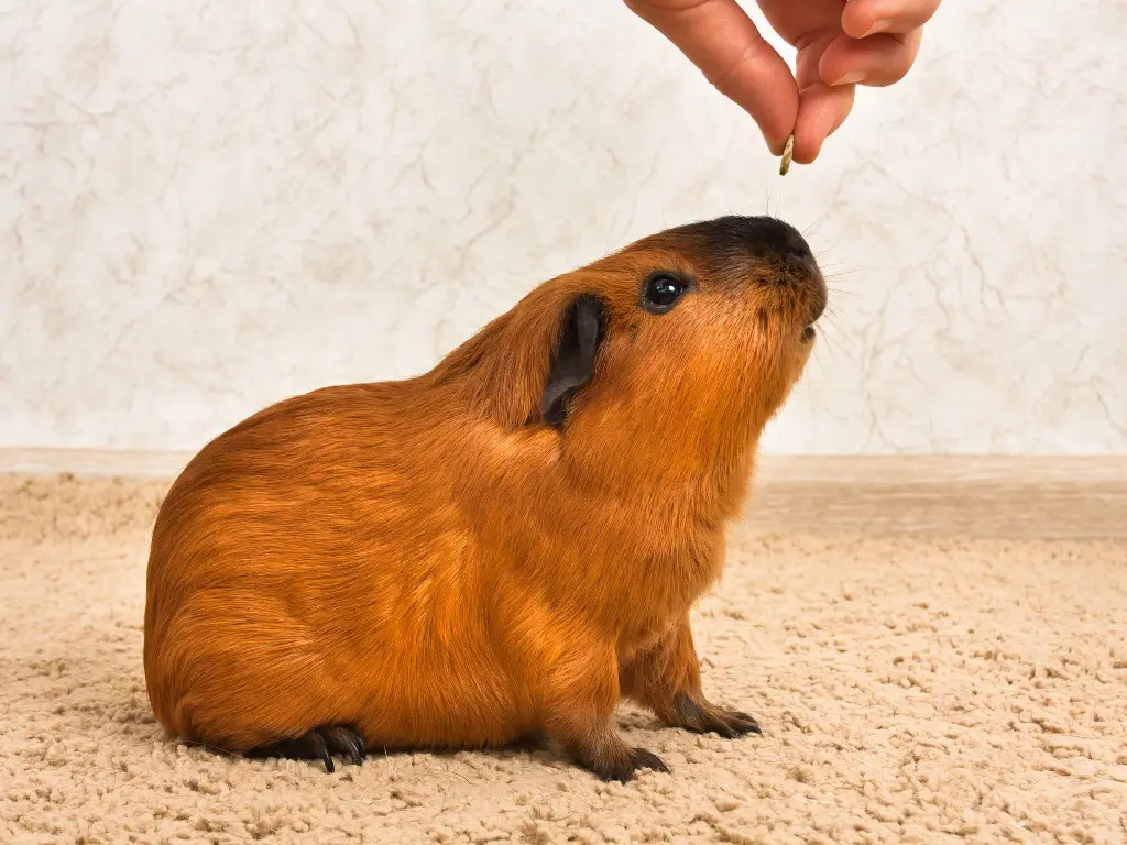 Can Guinea Pigs Eat Peppers A Guide to Safely Feeding Peppers to Your Pet